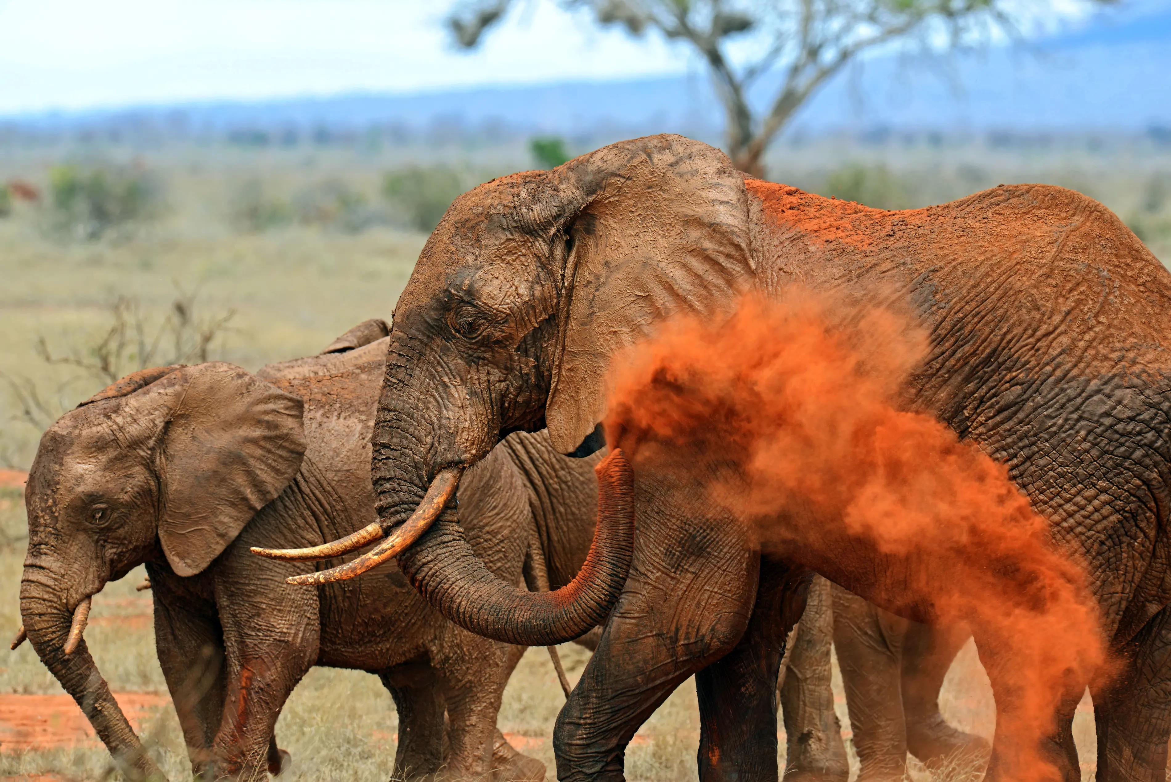 Tsavo East elefant