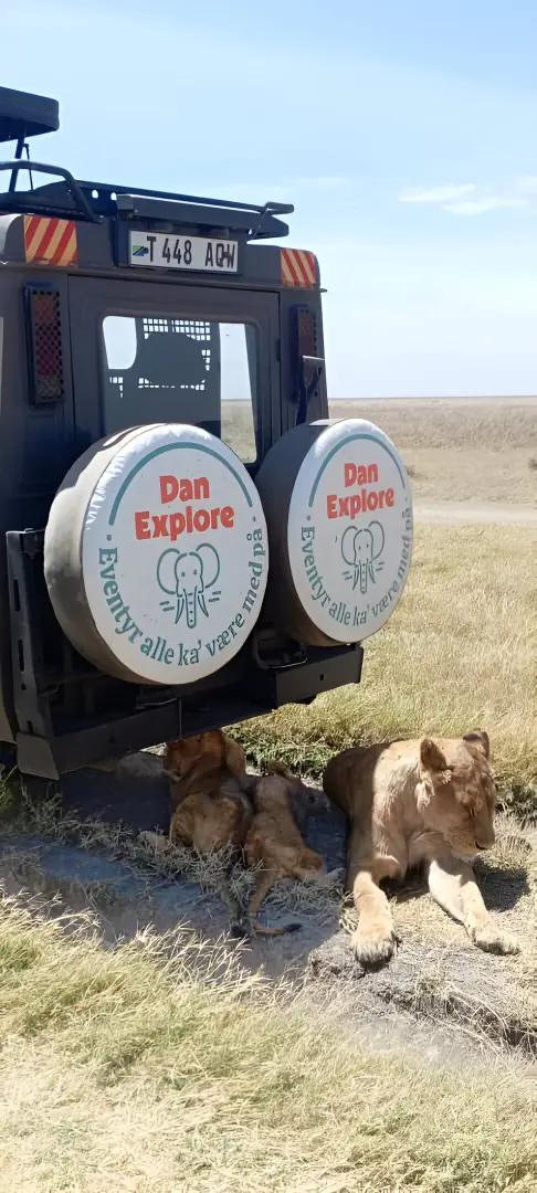 DanExplore safaribil giver skygge til løver i Serengeti i Tanzania