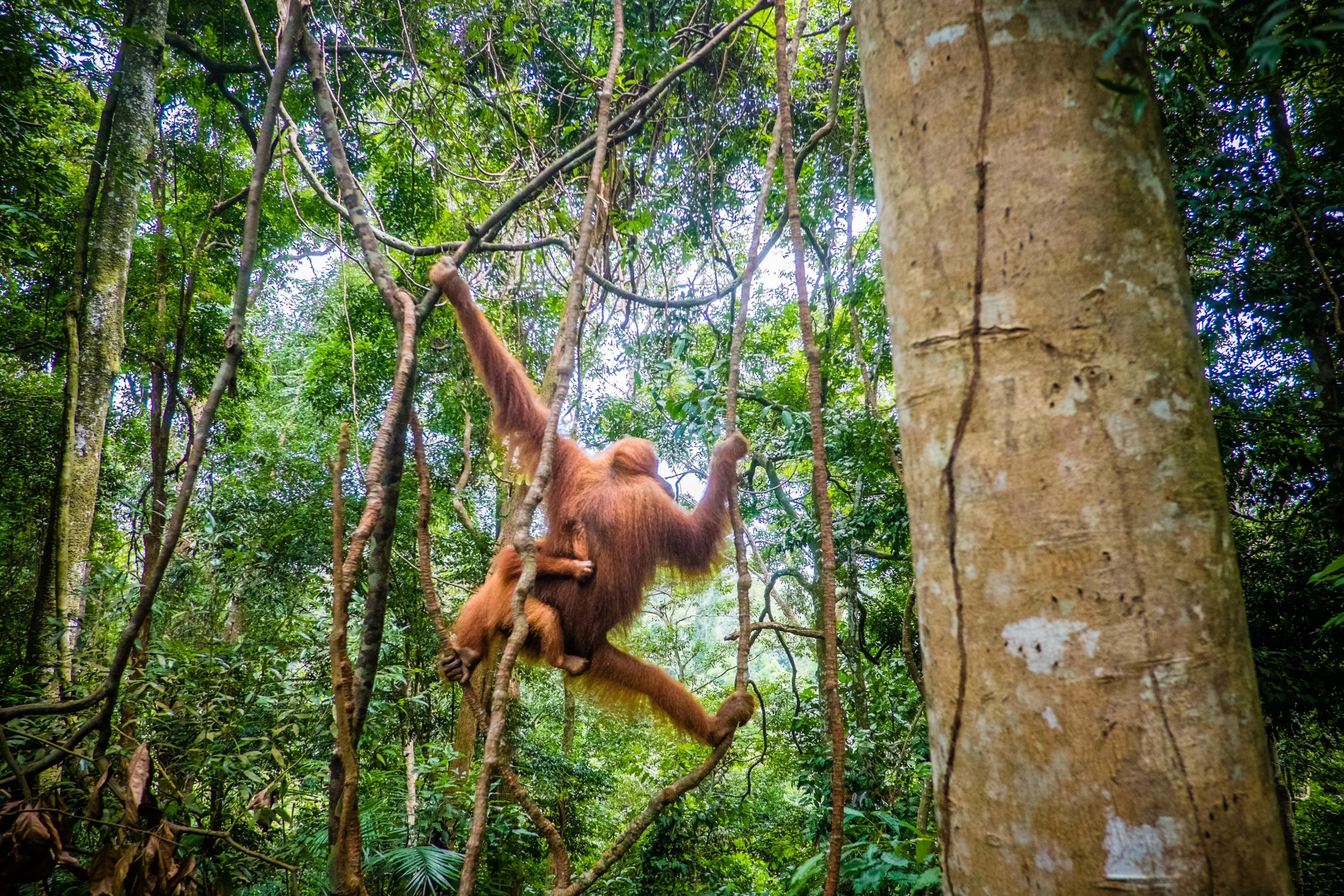Borneo Orangutang