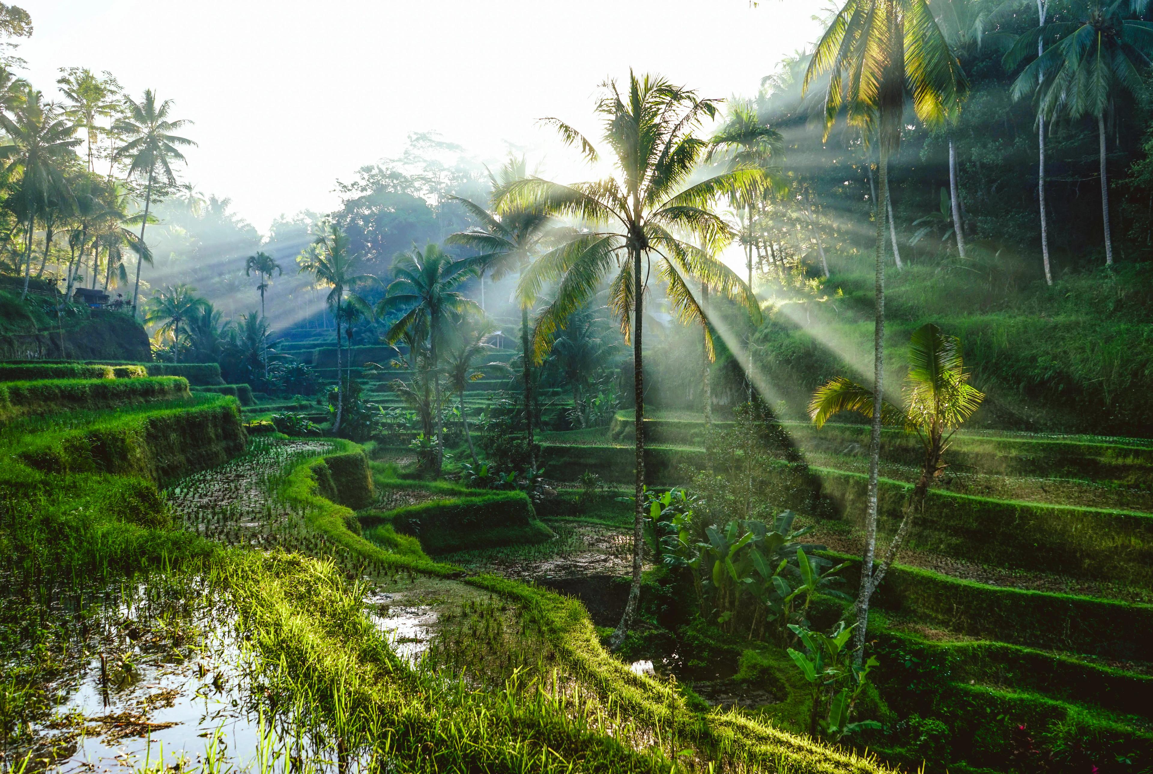 Rismarker på Bali, Indonesien