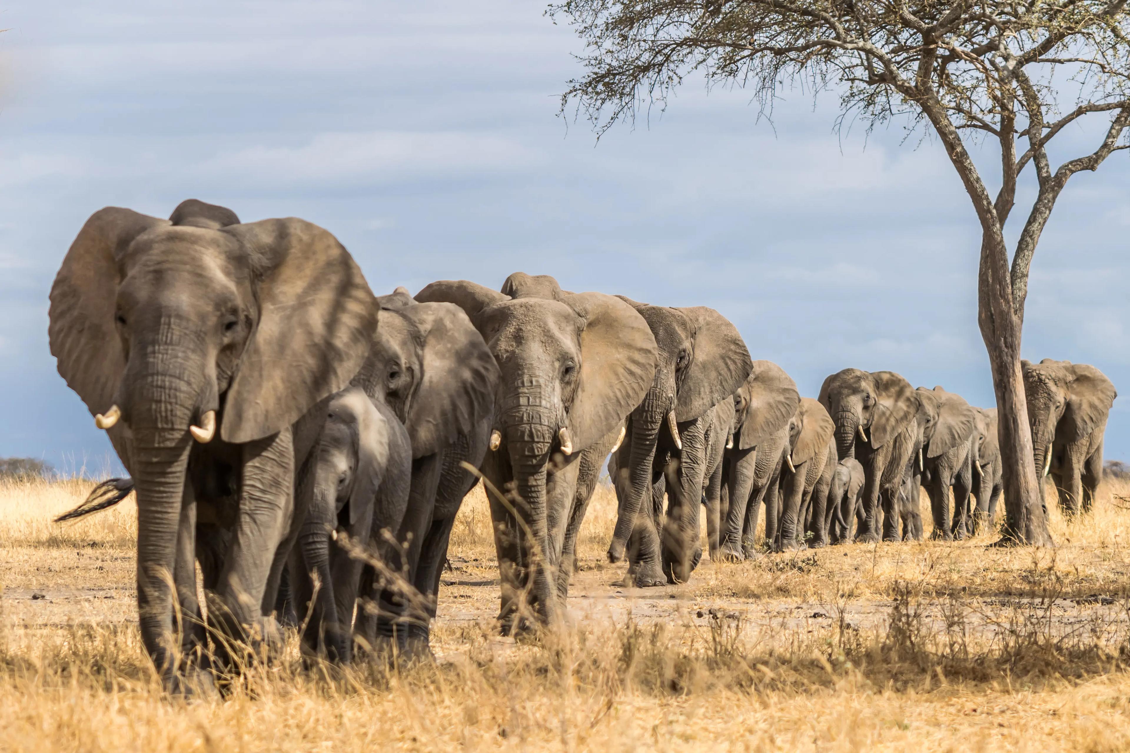 Elefanter i Tarangire National Park