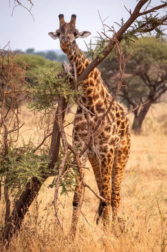 Giraf set på safari i Tanzania