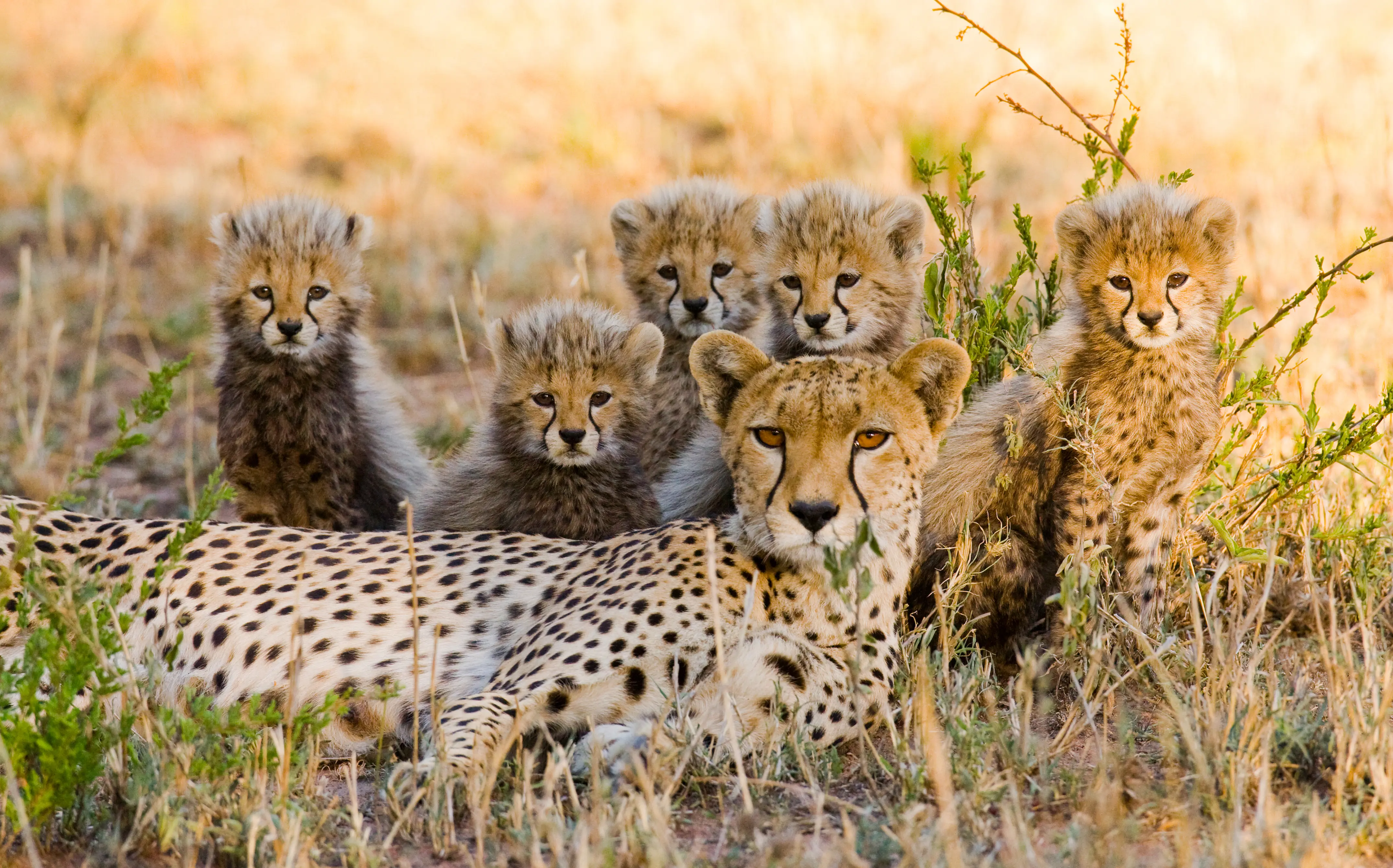 Afrika Gepard