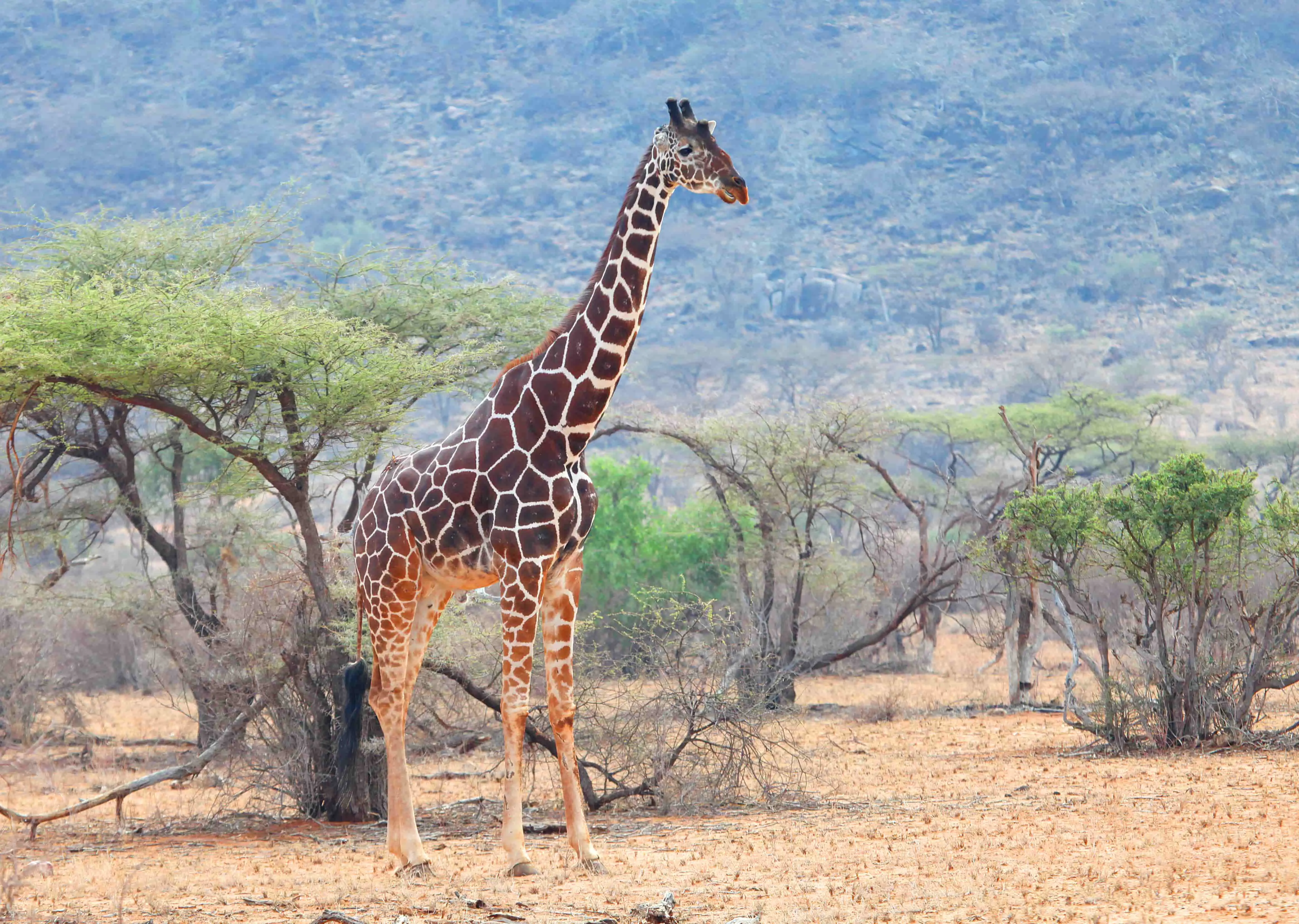 Giraf spottet på safari i Masai Mara i Kenya