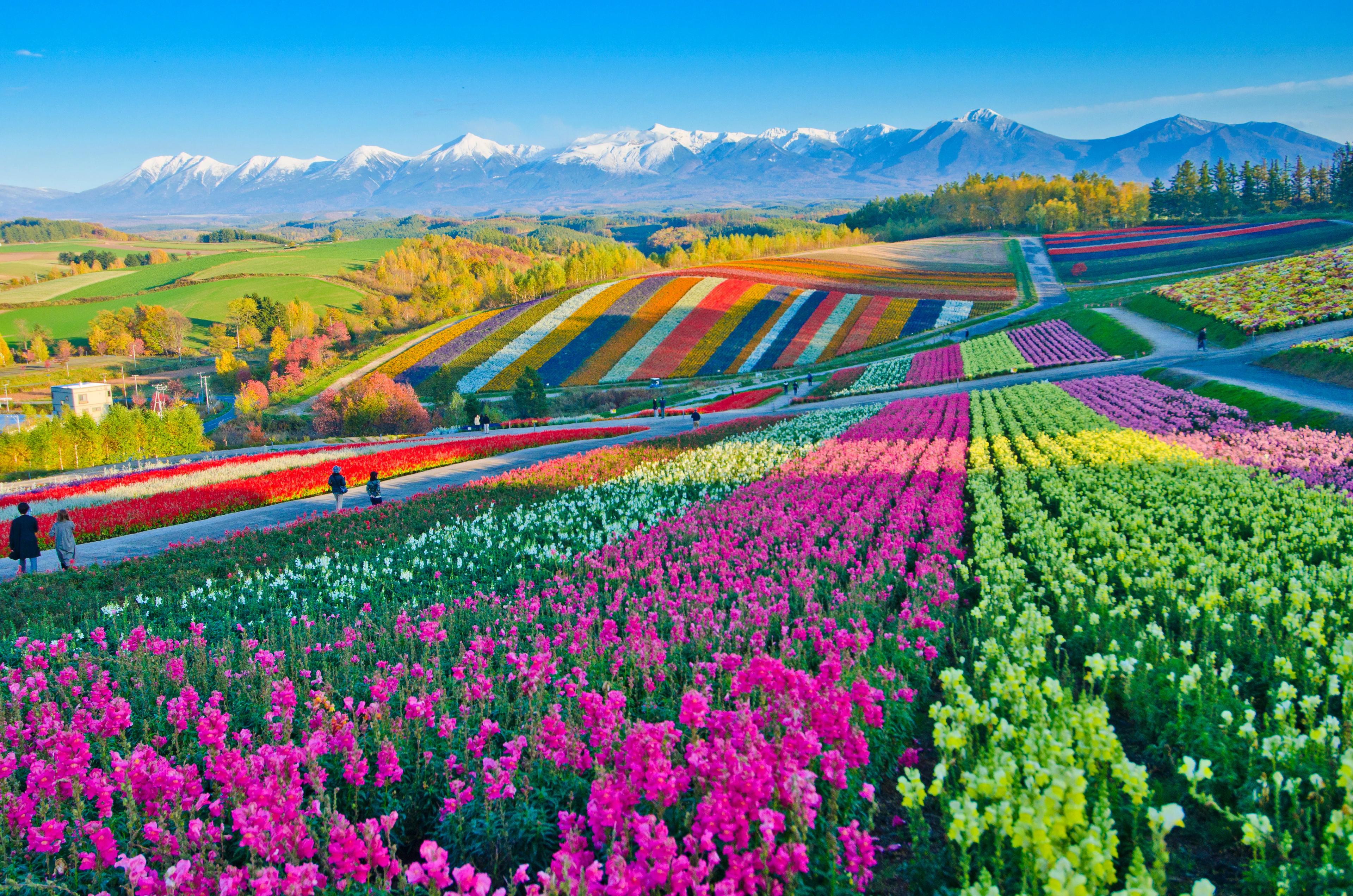 Blomster ved Biei på Hokkaido i det nordlige Japan