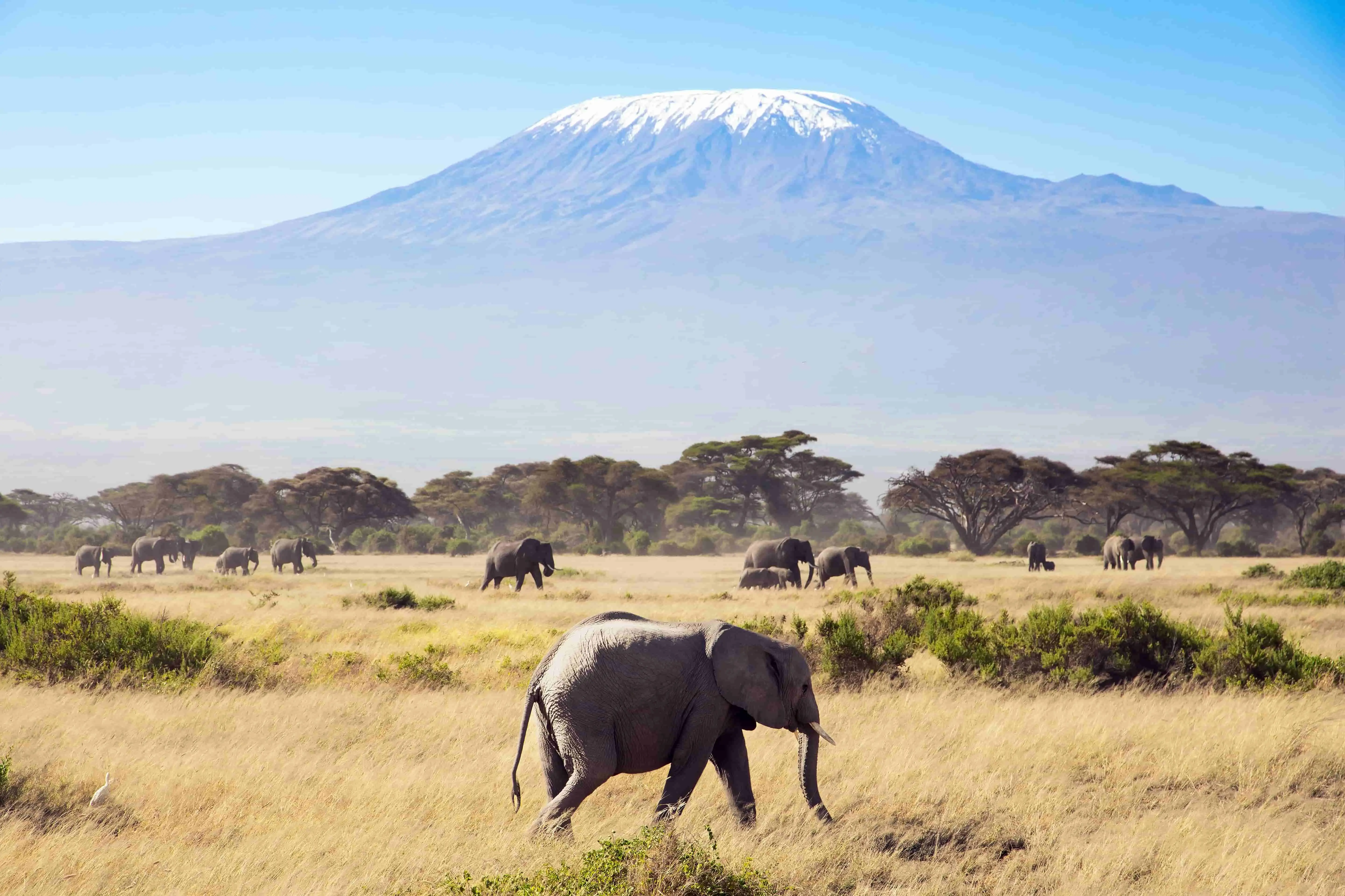 Elefant i Amboseli National Park i Kenya