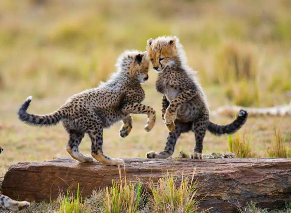 Gepard Unger Kenya