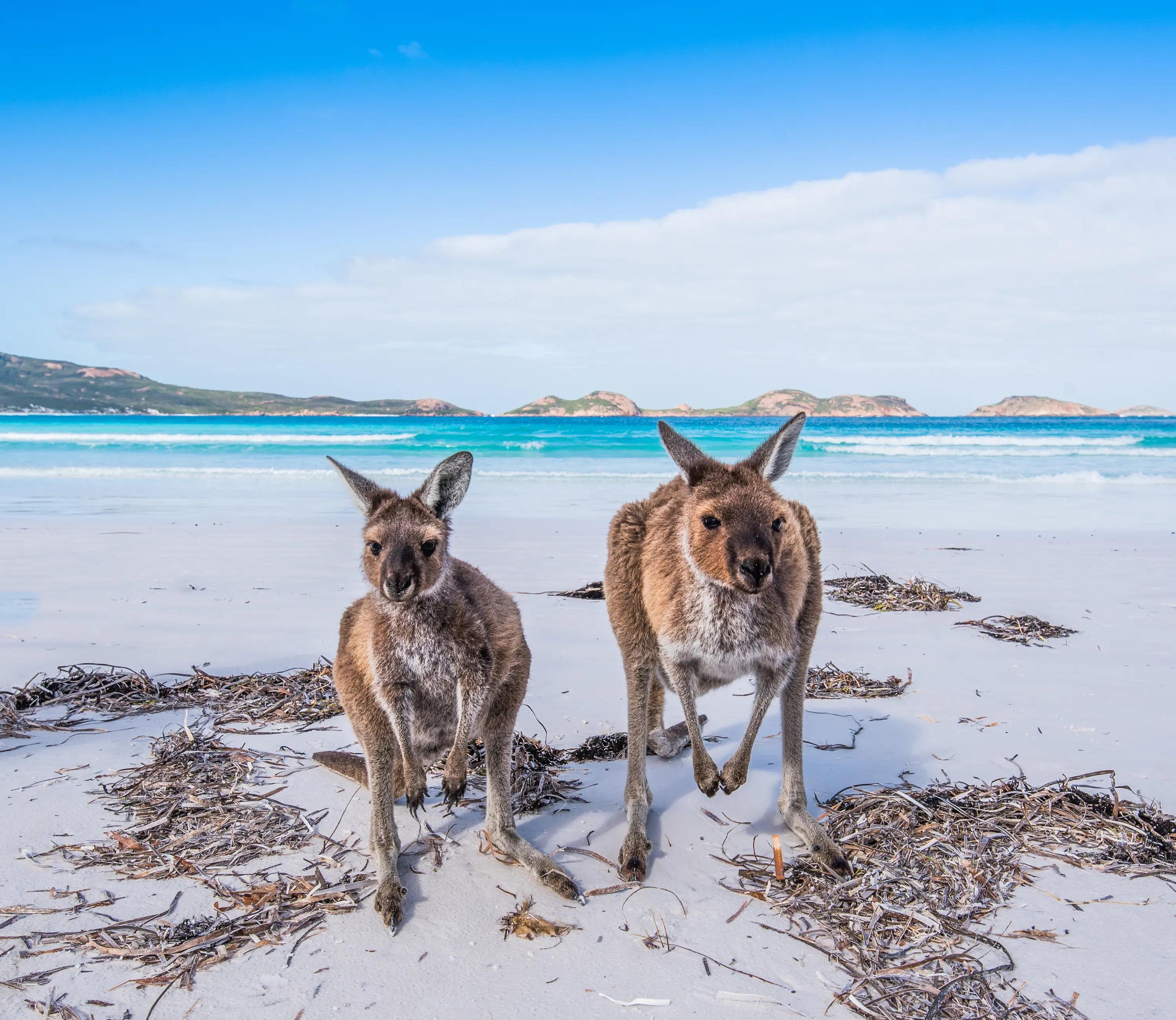 Australien Kangaroo Island