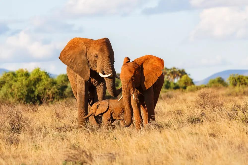 Elefant Familie Samburu Kenya