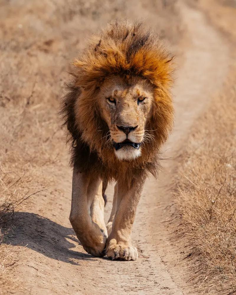 Løve i Serengeti National Park - safari med DanExplore