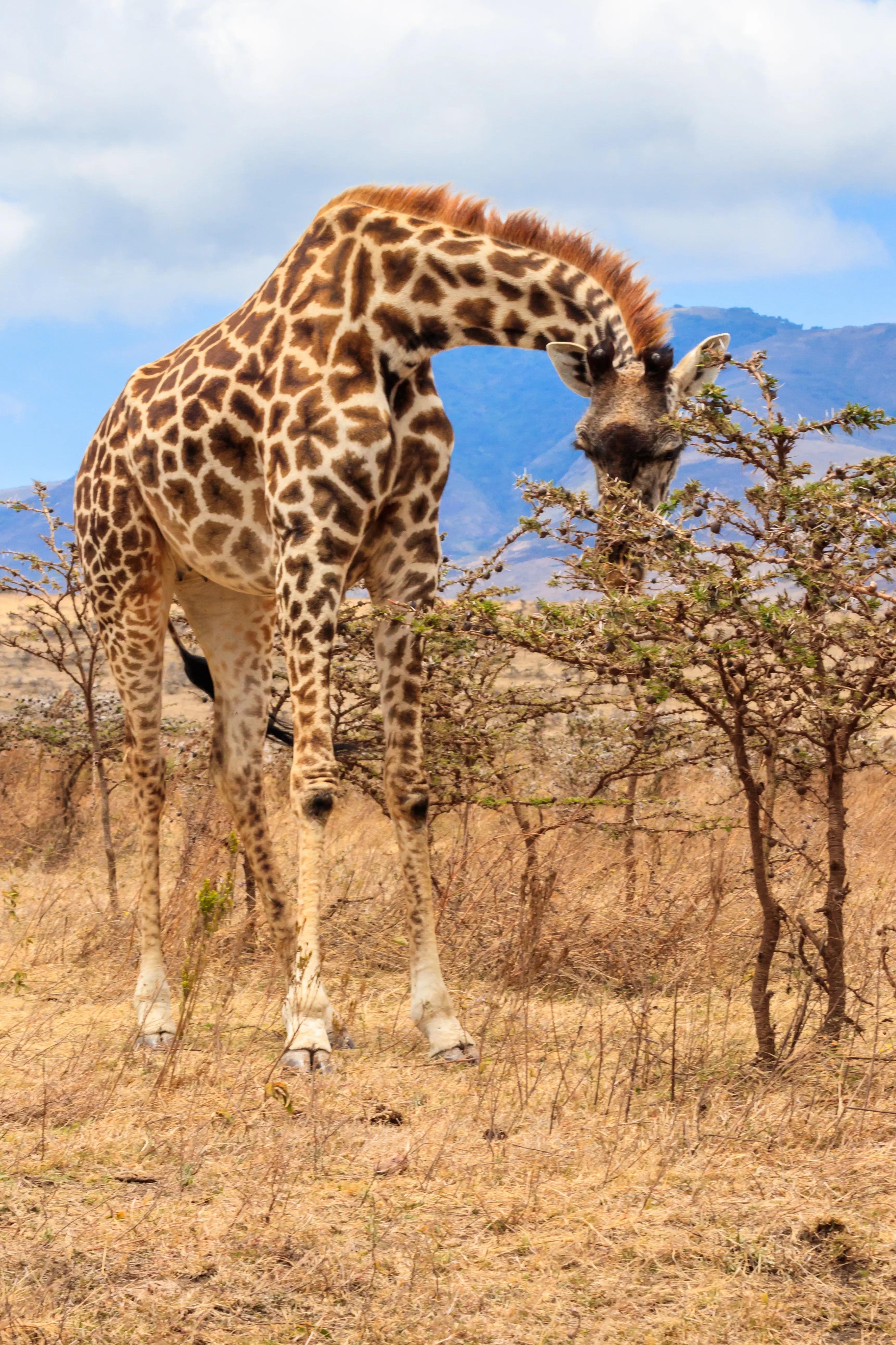 Giraf i Serengeti National Park i Tanzania