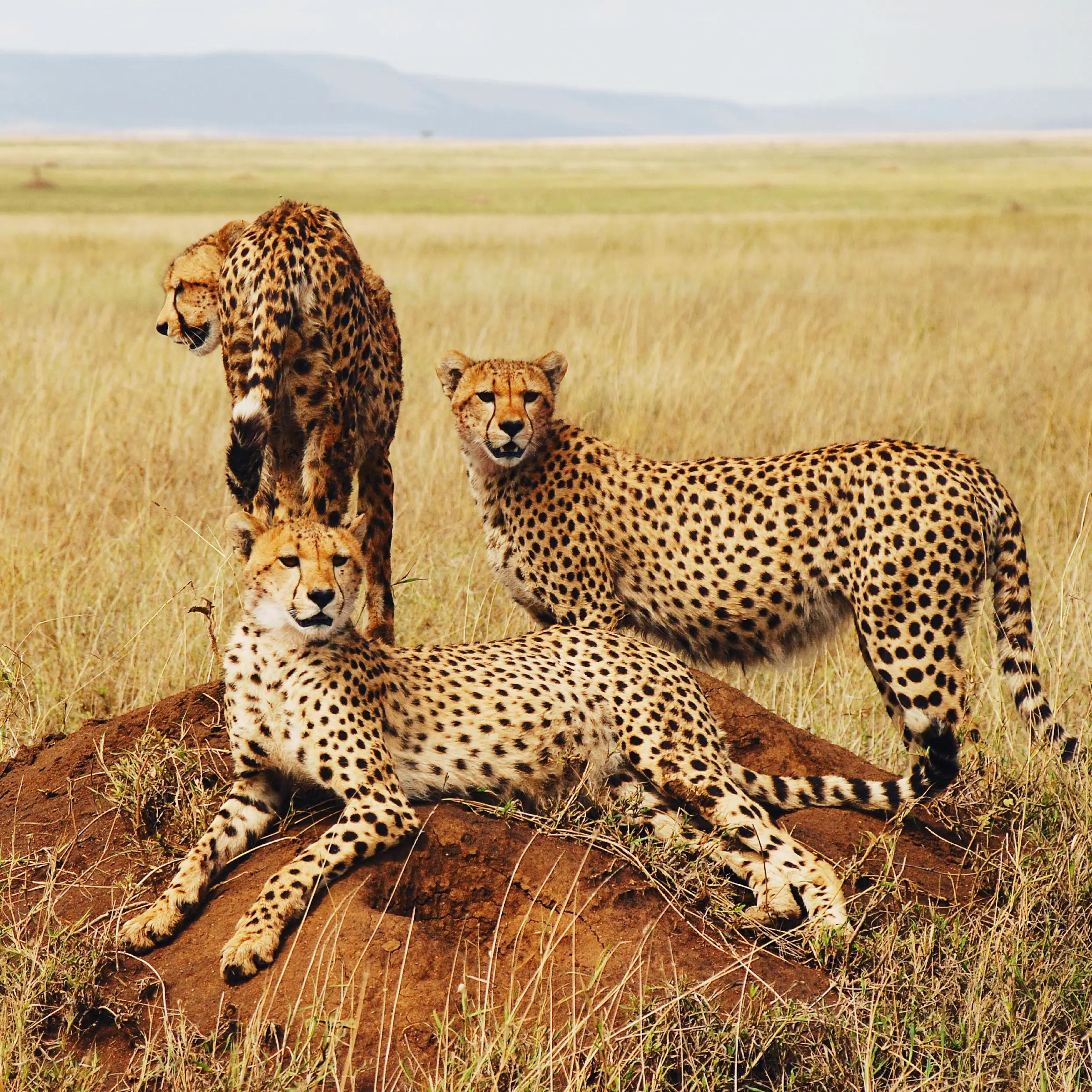 Serengeti National Park Tanzania