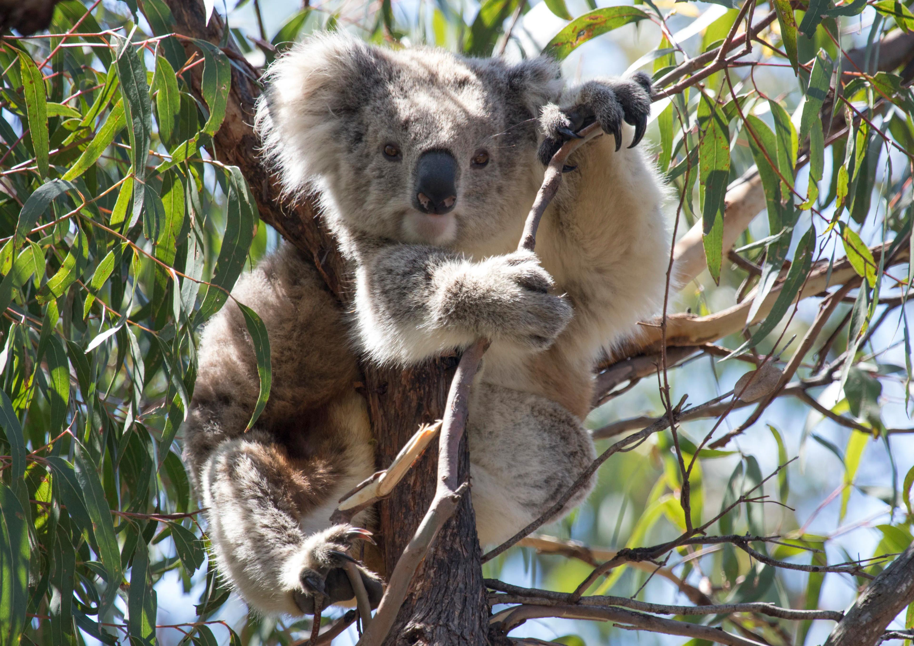 Australien Koala