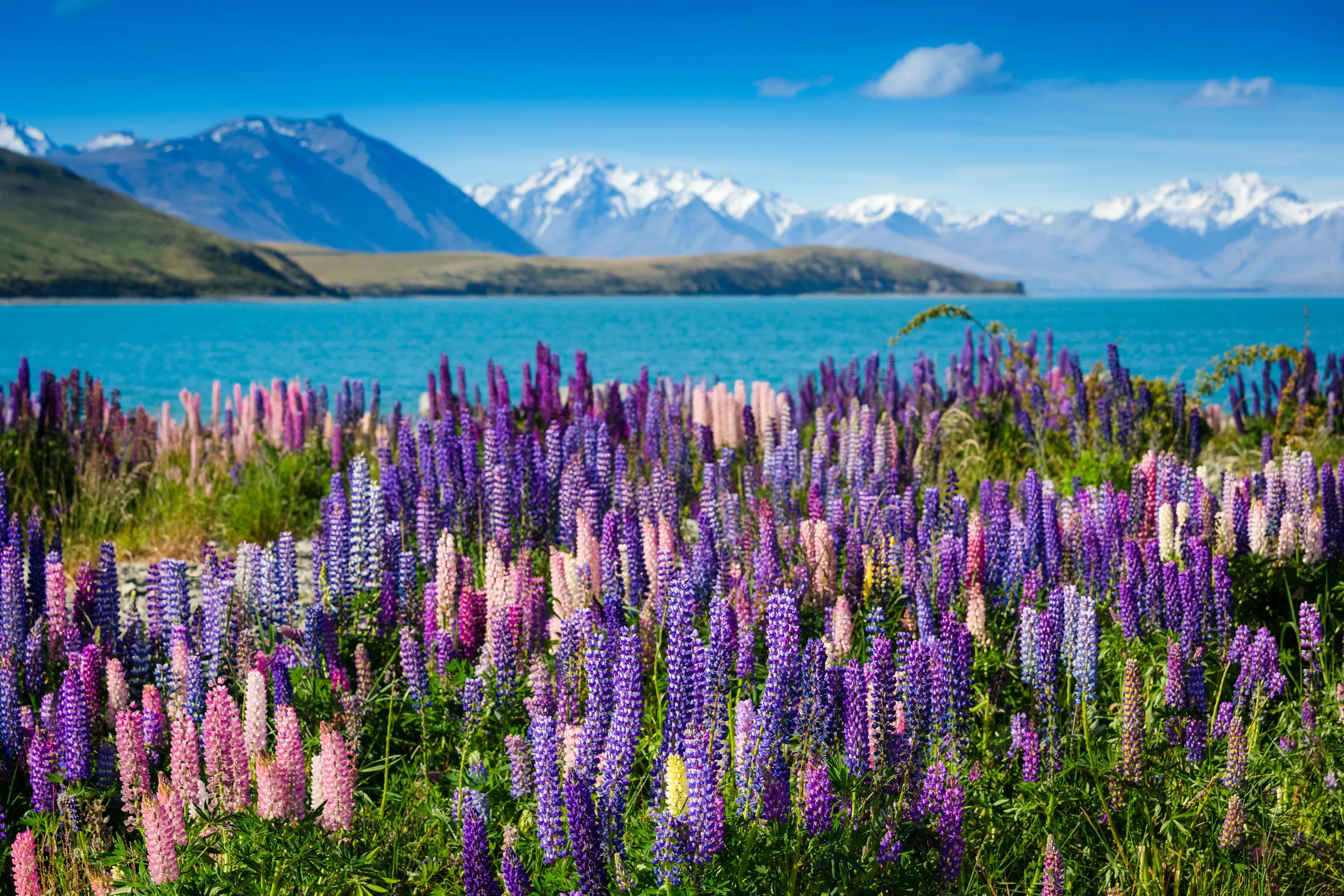 New Zealand kør-selv