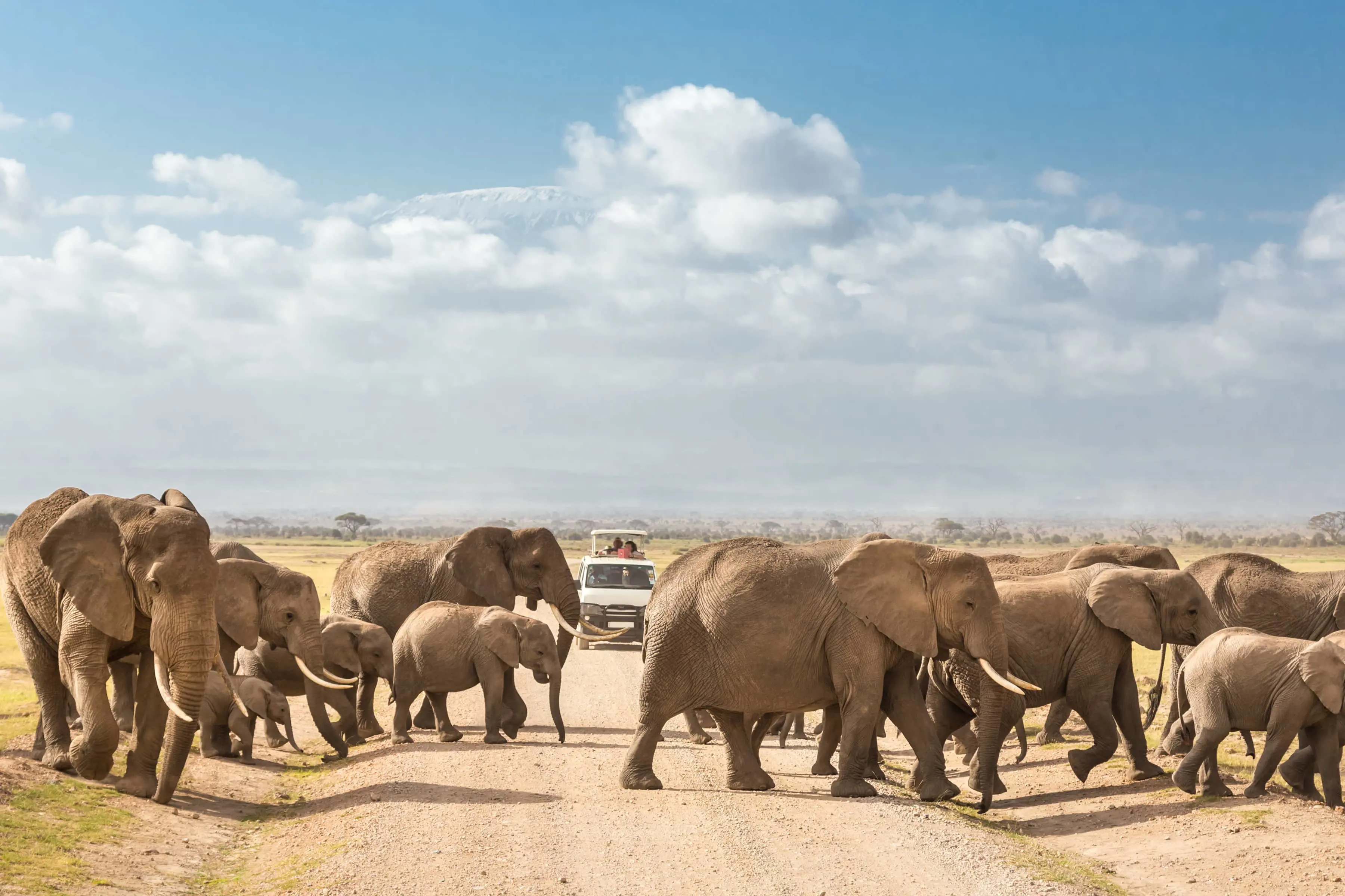 Safaribil og elefanter i Amboseli i Kenya