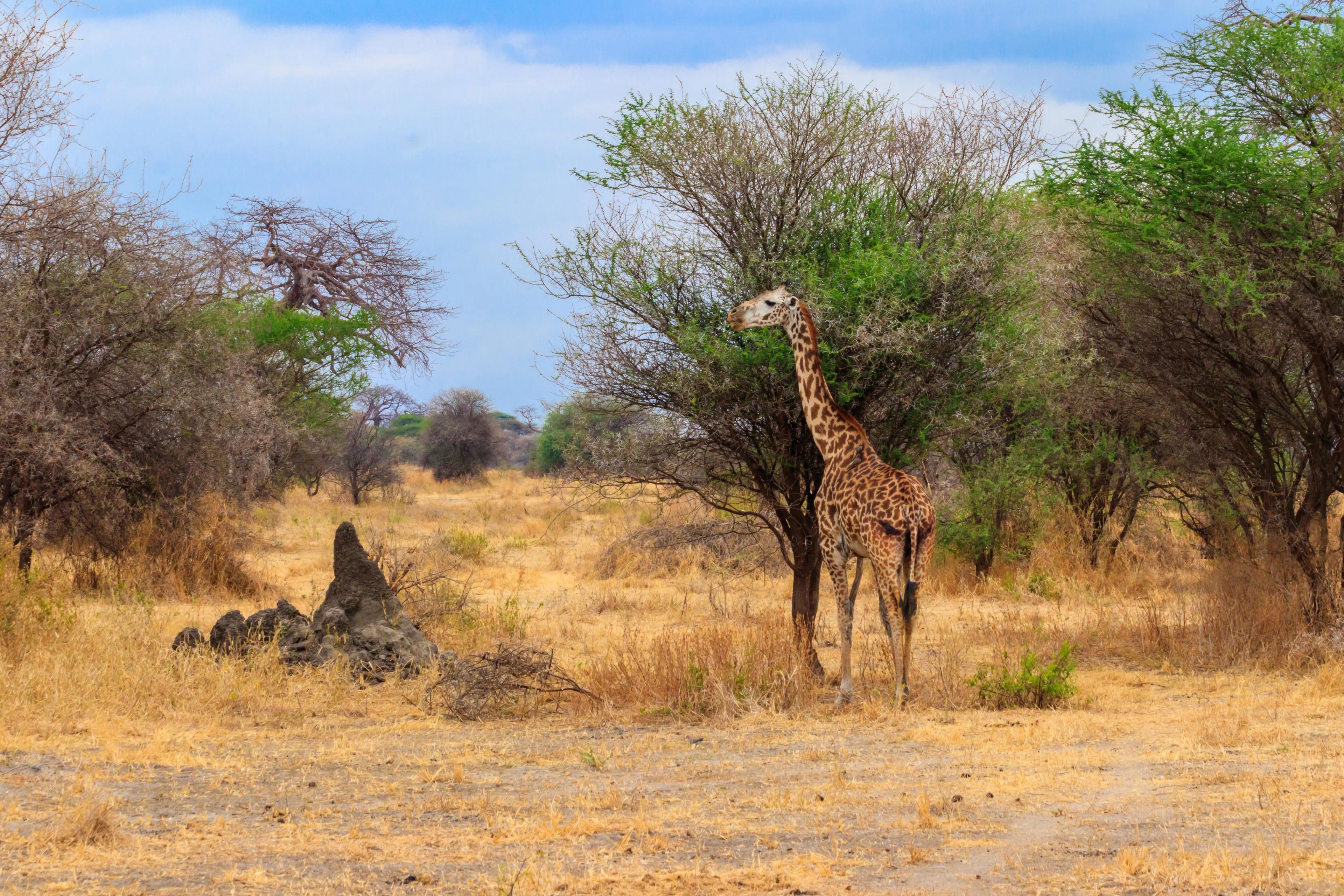 Giraf i Tarangire National Park i Tanzania