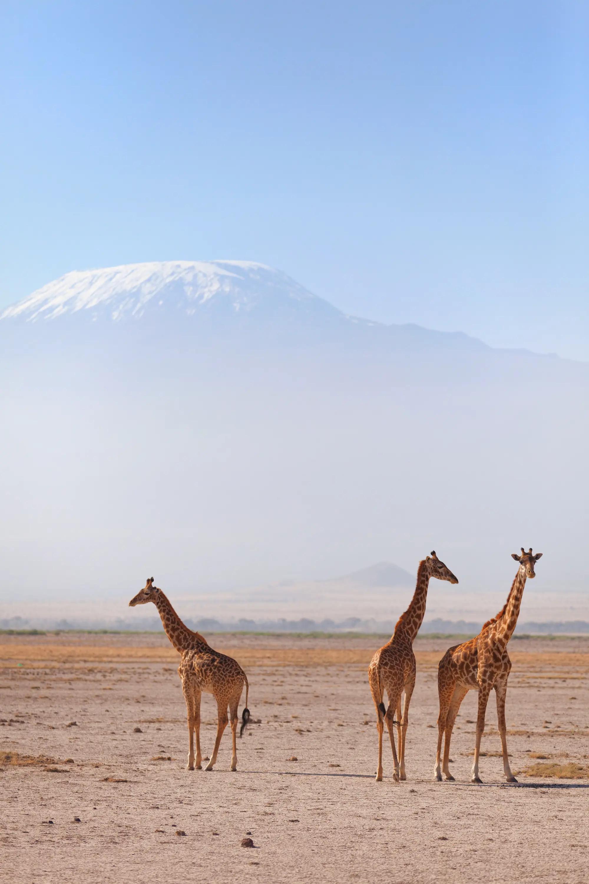 Amboseli Kilimanjaro