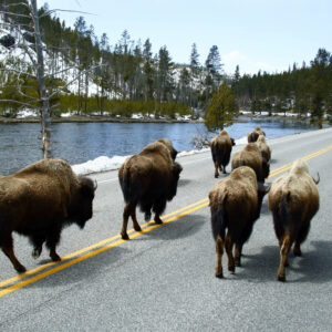 naturoplevelser i USA_Yellowstone