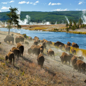 naturoplevelser i USA_Yellowstone