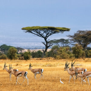 Safari