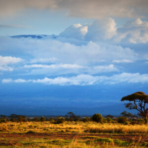 Kilimanjaro natur