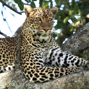 Leopard