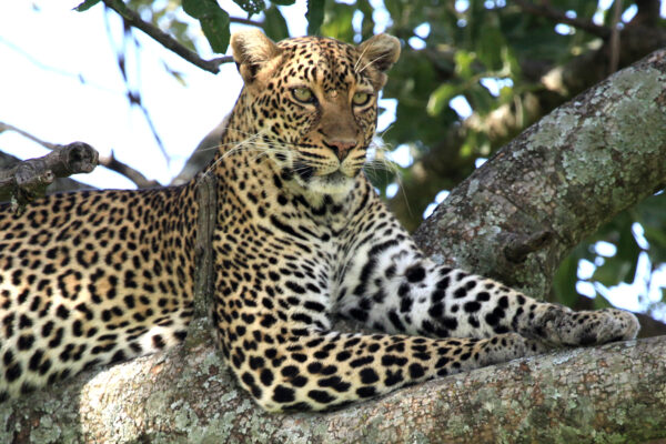 Leopard