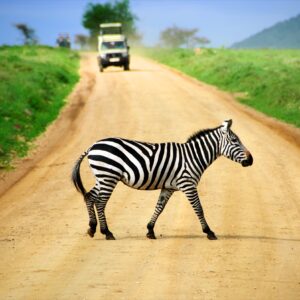 Zebra