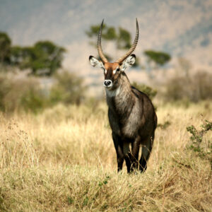 Antilope