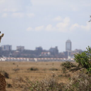 Giraf der kigger ind mod Nairobi