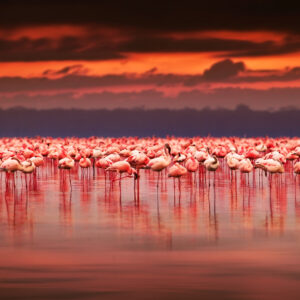 Flamingoer set på safari