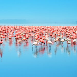 Flamingoer