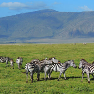 Zebraer