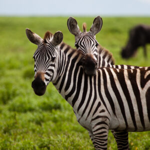 Zebraer