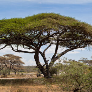 lserengeti nationalparken