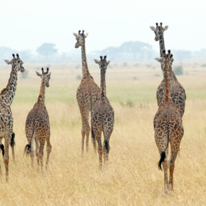 Giraf familie