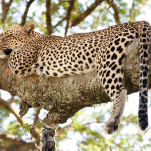 Leopard i træ