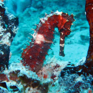 dykning_og_snorkling_thailand