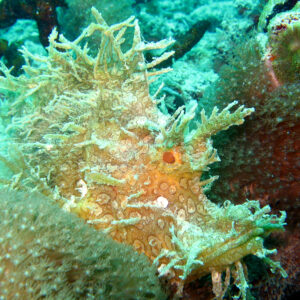 dykning_og_snorkling_thailand