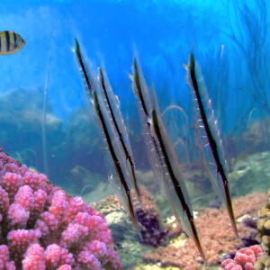 dykning_og_snorkling_thailand