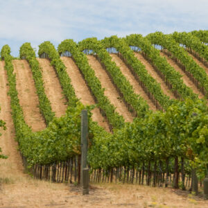 Napa Valley
