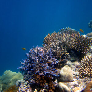 dykning_og_snorkling_australien
