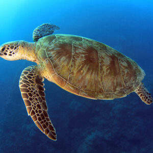 dykning_og_snorkling_australien