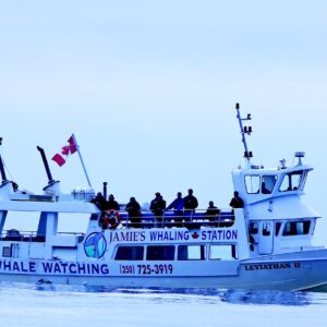 seværdigheder i canada hvalsafari