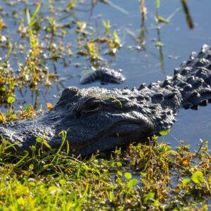 hvor er det varmt i februar florida everglades