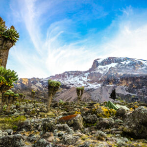 Kilimanjaro
