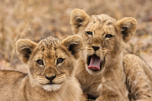 rejser i november safari