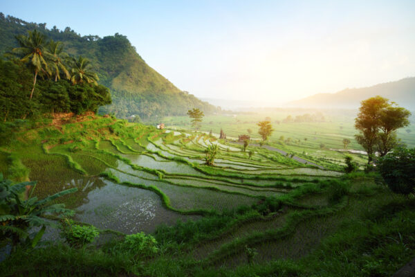 Rismarker i Bali