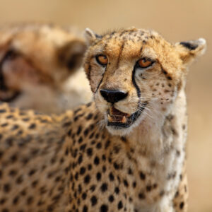 Gepard i Kenya