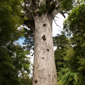 Waipoua skov